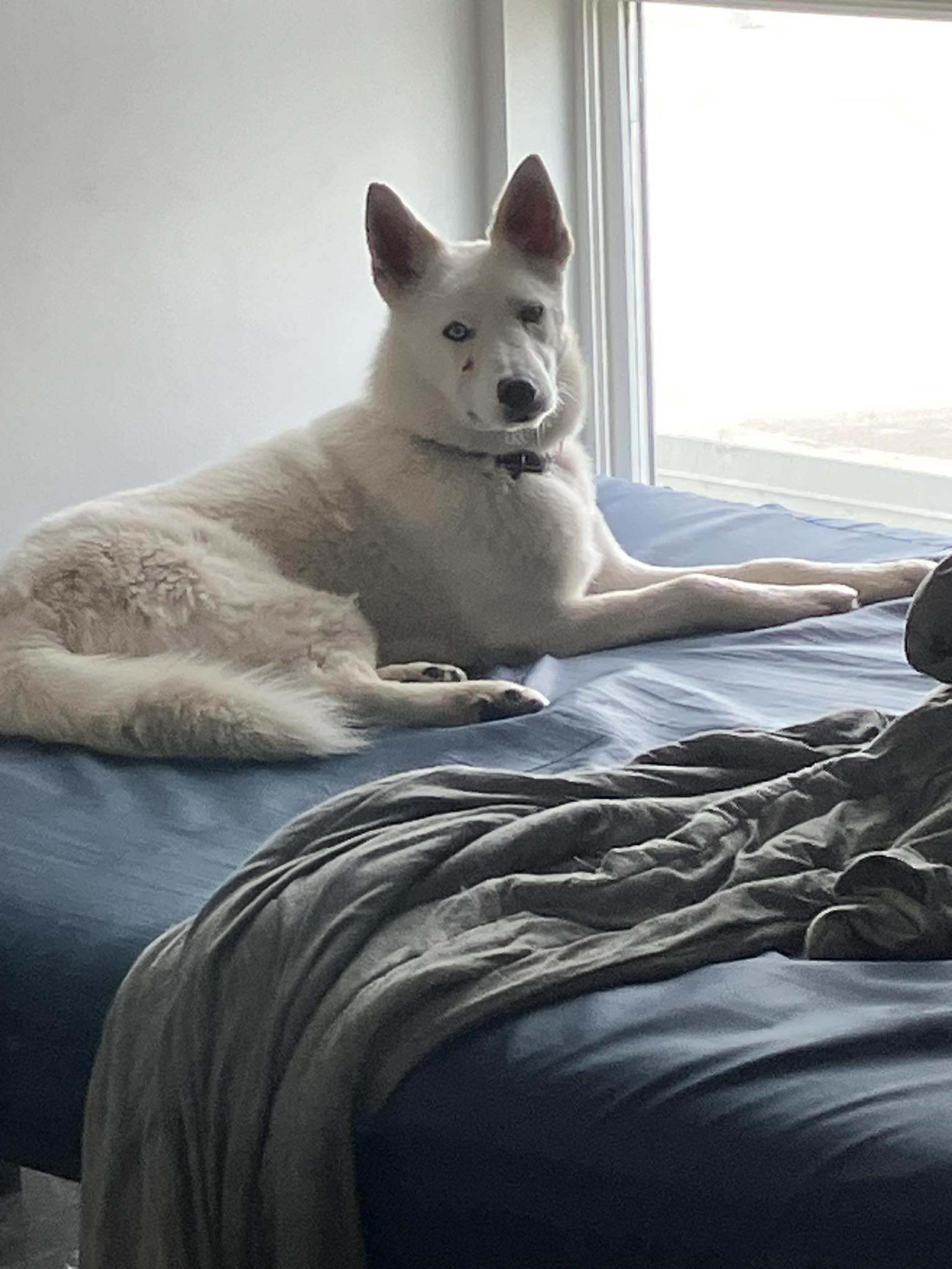 Maria Lex, Chief Morale Officer - All-white Siberian Husky